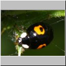 Harmonia axyridis - Asiatischer Marienkaefer 65a.jpg